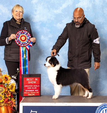 Dax earns Best in Show at the Greater Ocala Dog Club