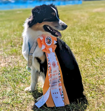 Lyra earns new Coursing Ability title in Perry, GA