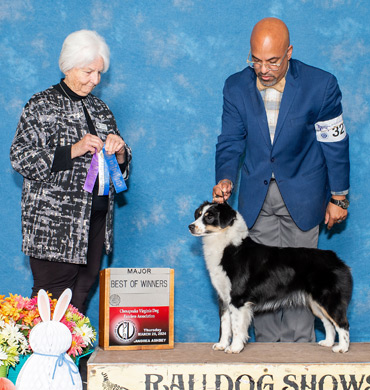 Binx earns Best of Winners at the Chesapeake Virginia Dog Fanciers Association