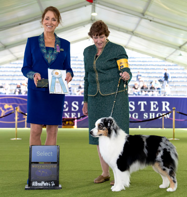 Xander attended the Westminster Kennel Club show and was awarded Select Dog